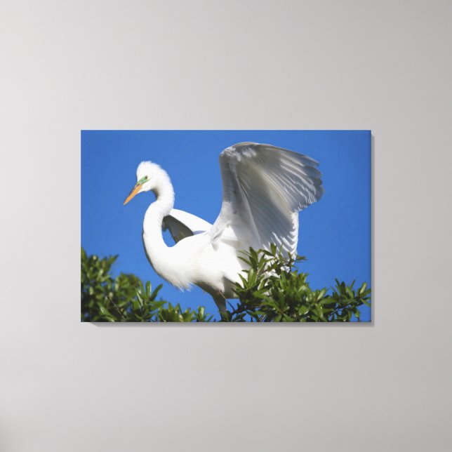 Toile États-Unis, Floride, Saint-Augustine, Egret (Recto)