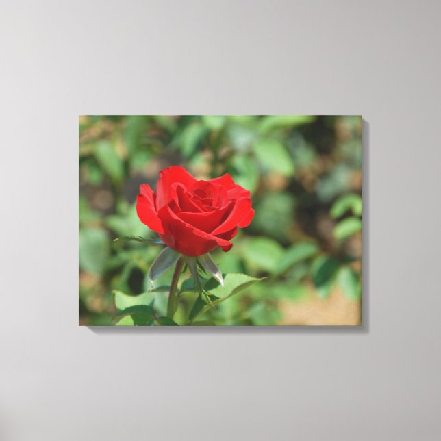 Toile États-Unis, Kansas, Red Rose (Recto)