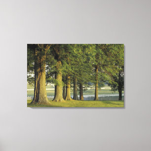 Toile États-Unis, Kentucky, Lexington. Rangée d'arbres e