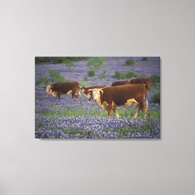 Toile États-Unis, Texas, Texas Hill Country, Hereford (Recto)