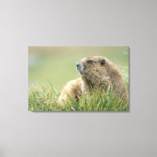 Toile États-Unis, Washington, Pôle olympique, Marmotte o