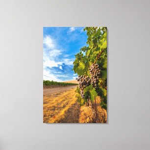 Toile États-Unis, Washington, Yakima Valley. Raisins Mer