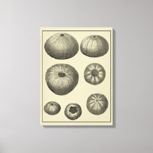 Toile Étoiles de mer noires et blanches
