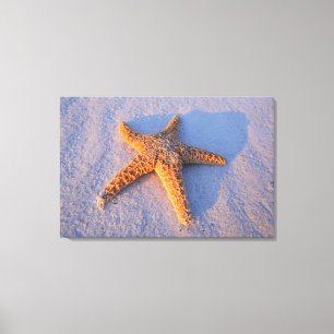 Toile Étoiles de mer sur le sable blanc