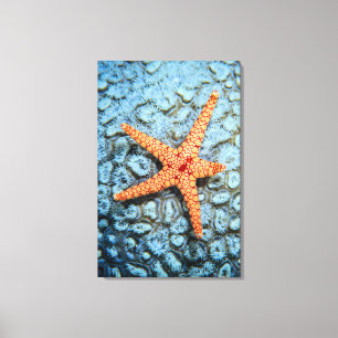 Toile Étoiles de mer sur un corail avec Polips
