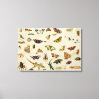 Étude des insectes