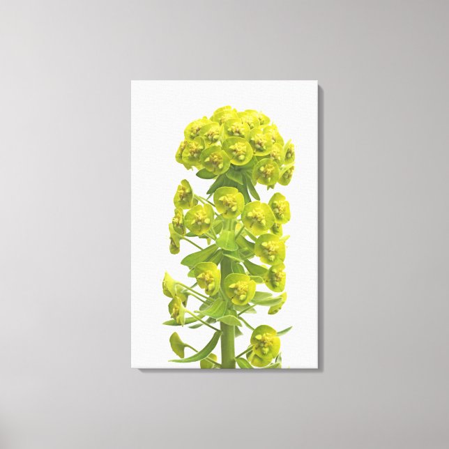 Toile Euphorbia (Recto)