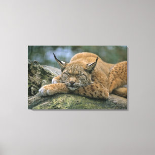 Toile Europ�_ischer Luchs, Eurasischer Luchs (Lynx