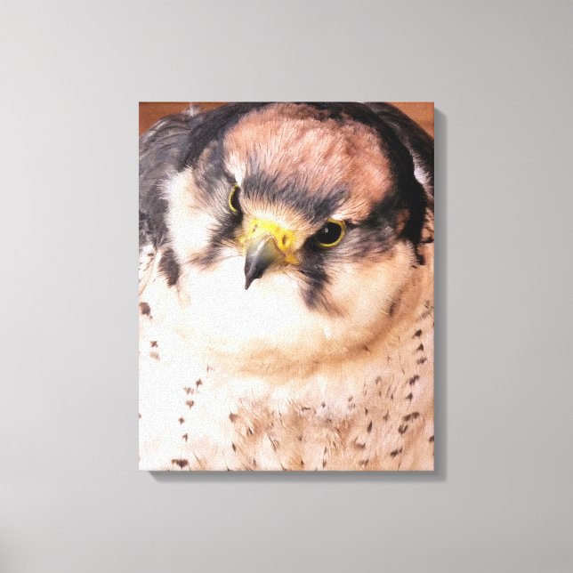 TOILE FALCON BIRD DE PREY (Recto)