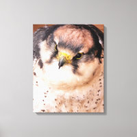 FALCON OISEAU DE PROIE