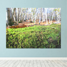 Fallen Tree in Autumn Moss -