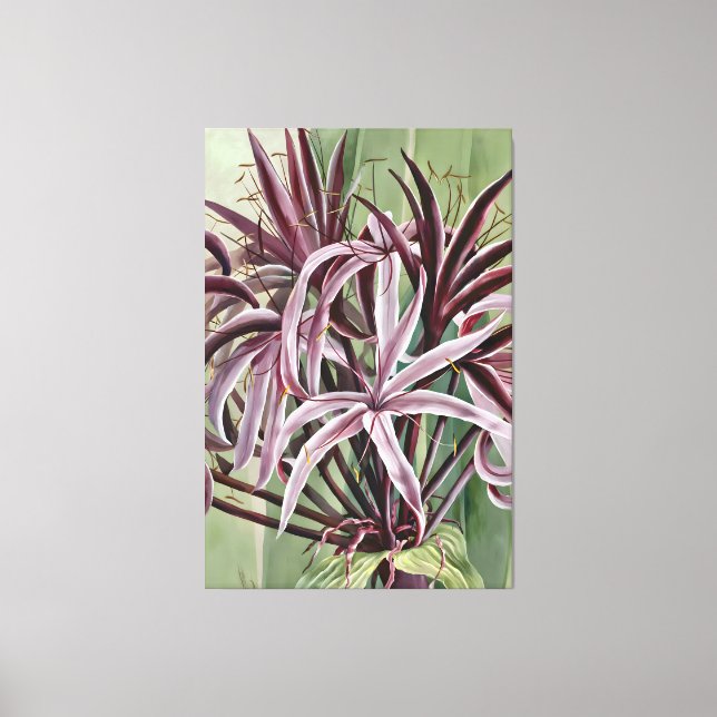Toile Famille Crinum Asiaticum L (Recto)