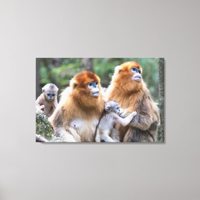 Toile Famille de singes à nez doré (Recto)