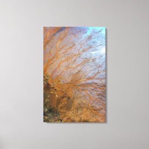 Toile Fan de mer gorgonian géante (espèces de