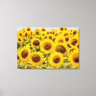 Toile Farms   A Sunflower