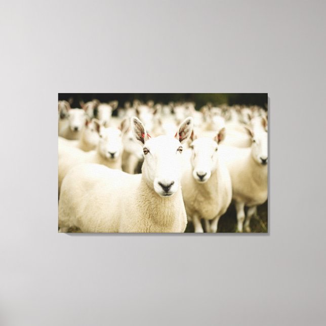 Toile Farms | Herd of Sheep (Recto)