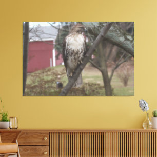 Toile Faucon à queue rouge sur arbre Grange rouge 60" x 