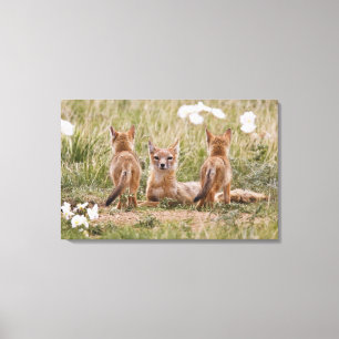 Toile Femelle du renard véloce (Vulpes velox) jeune à
