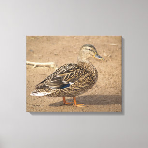 Toile Femme Mallard Duck Closeup Photo