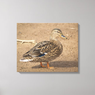 Toile Femme Mallard Duck Closeup Photo
