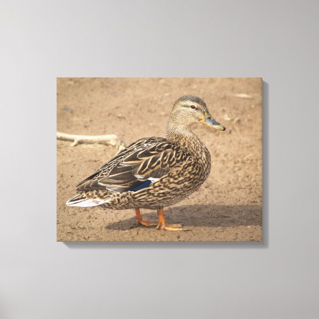 Toile Femme Mallard Duck Closeup Photo (Recto)