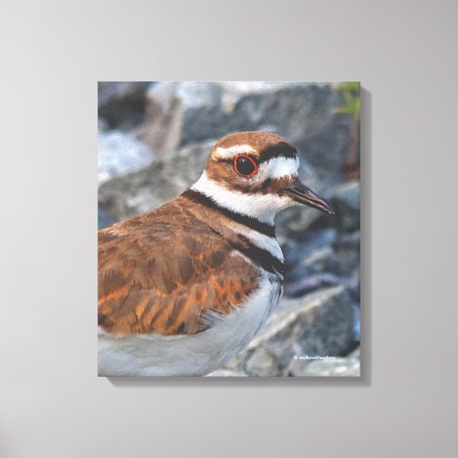 Toile Fermeture d'un oiseau de rivage meurtrier sur les  (Recto)