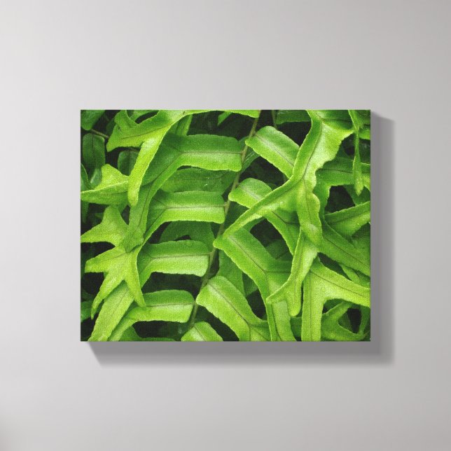 Toile Fern (Recto)