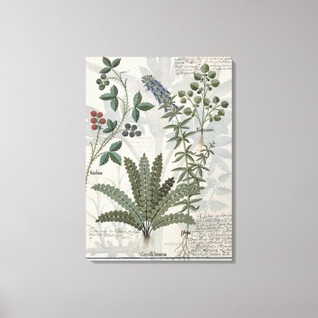Toile Ferns, Brambles et Fleurs (Recto)
