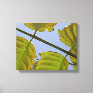 Toile Feuille ressort enroulée