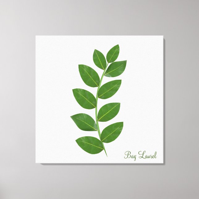 Toile Feuilles Plantes de Bay Laurel (Recto)