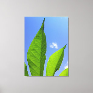 Toile Feuilles Vertes Touchant le Ciel