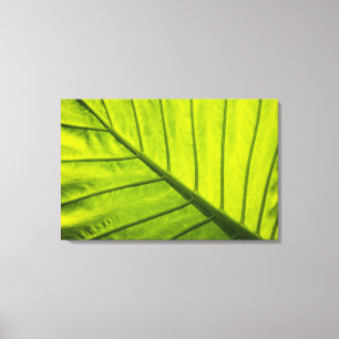 Toile Feuilles vertes veinées de feuillage tropical dans