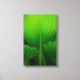 Toile Feuilles verts Hosta