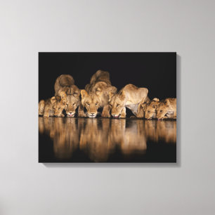 Toile Fierté de lions buvant au point d'eau la nuit