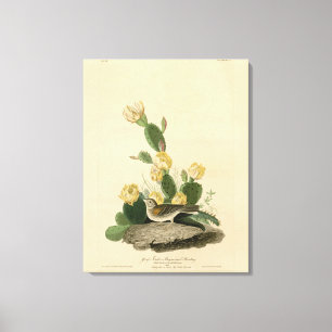 Toile Finch à herbe, Bunting à ailes de baie ou Bruant d