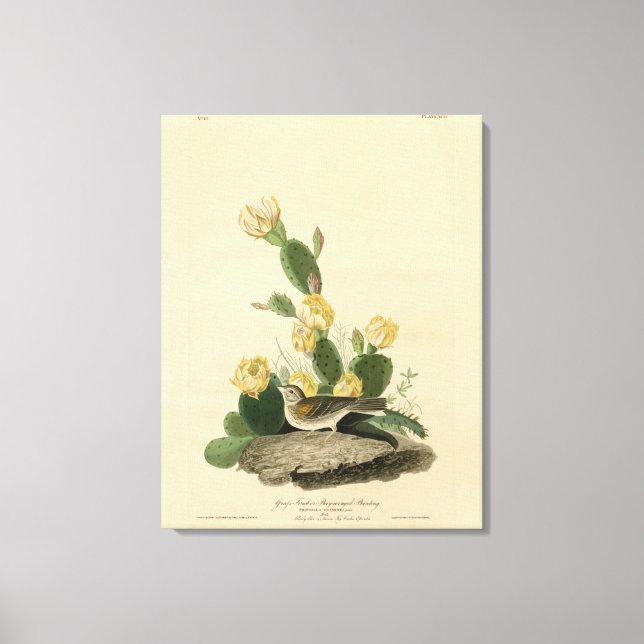 Toile Finch à herbe, Bunting à ailes de baie ou Bruant d (Recto)