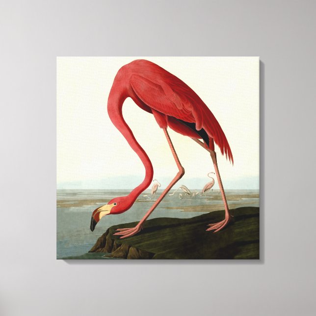 Toile Flamant rose américain d'Audubon (Recto)