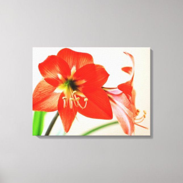 Toile Fleur Amaryllis rouge (Recto)