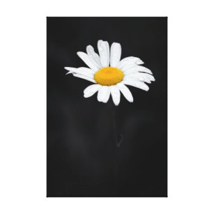 Toile Fleur blanche et jaune simple de marguerite sur le