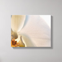 Fleur blanche orchidée près