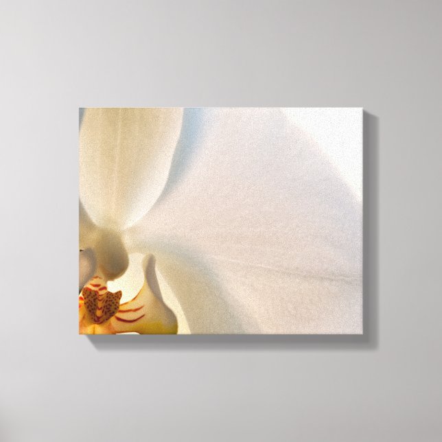 Toile Fleur blanche orchidée près (Recto)