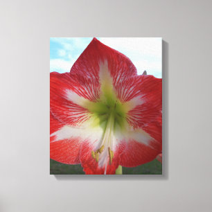Toile Fleur d'Amaryllis rouge et blanc contre ciel