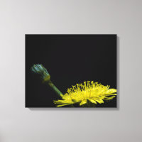 Fleur Dandelion
