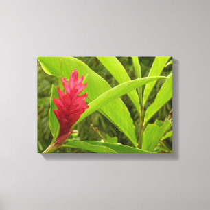 Toile Fleur de gingembre rouge (Alpinia) tropicale