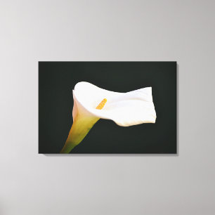 Toile Fleur de lis calla blanche - Art photographique dr