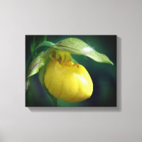 Fleur de l'orchidée à chèvre jaune sauvage