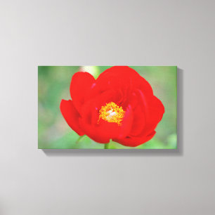 Toile Fleur de pin rouge