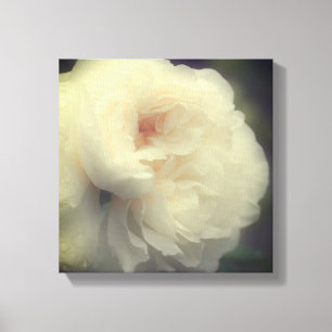 Toile Fleur de rose blanche en fleurs