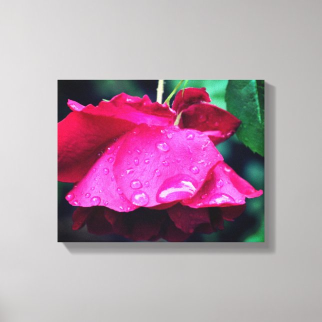 Toile Fleur De Rose Rouge Et Arroseaux (Recto)