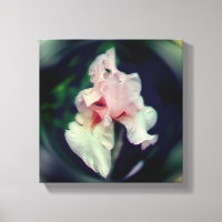 Fleur d'Iris à Barbe Rose Art
